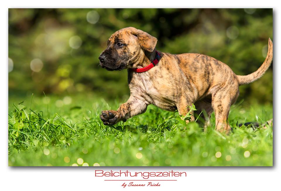 Ally Capone von Rake Mountain