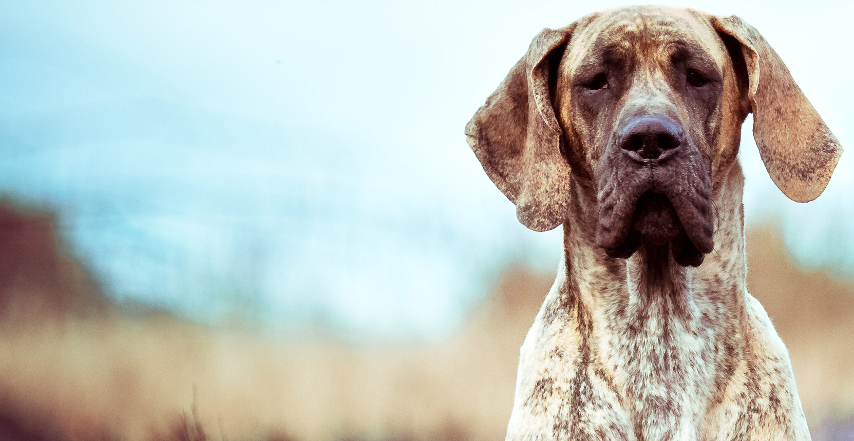 Doggen von Rake Mountain