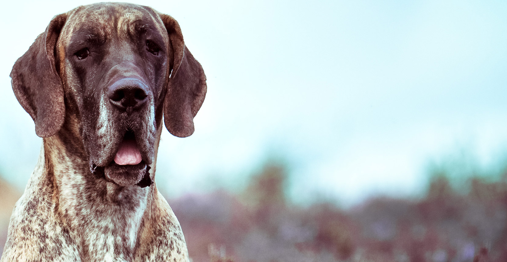Doggen von Rake Mountain