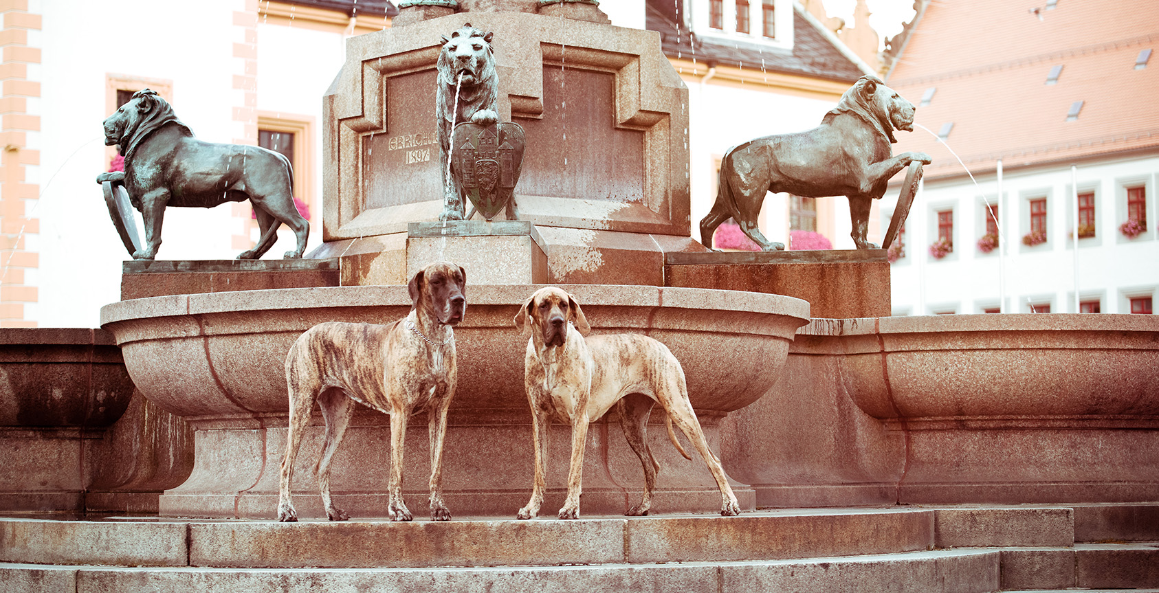 Doggen von Rake Mountain