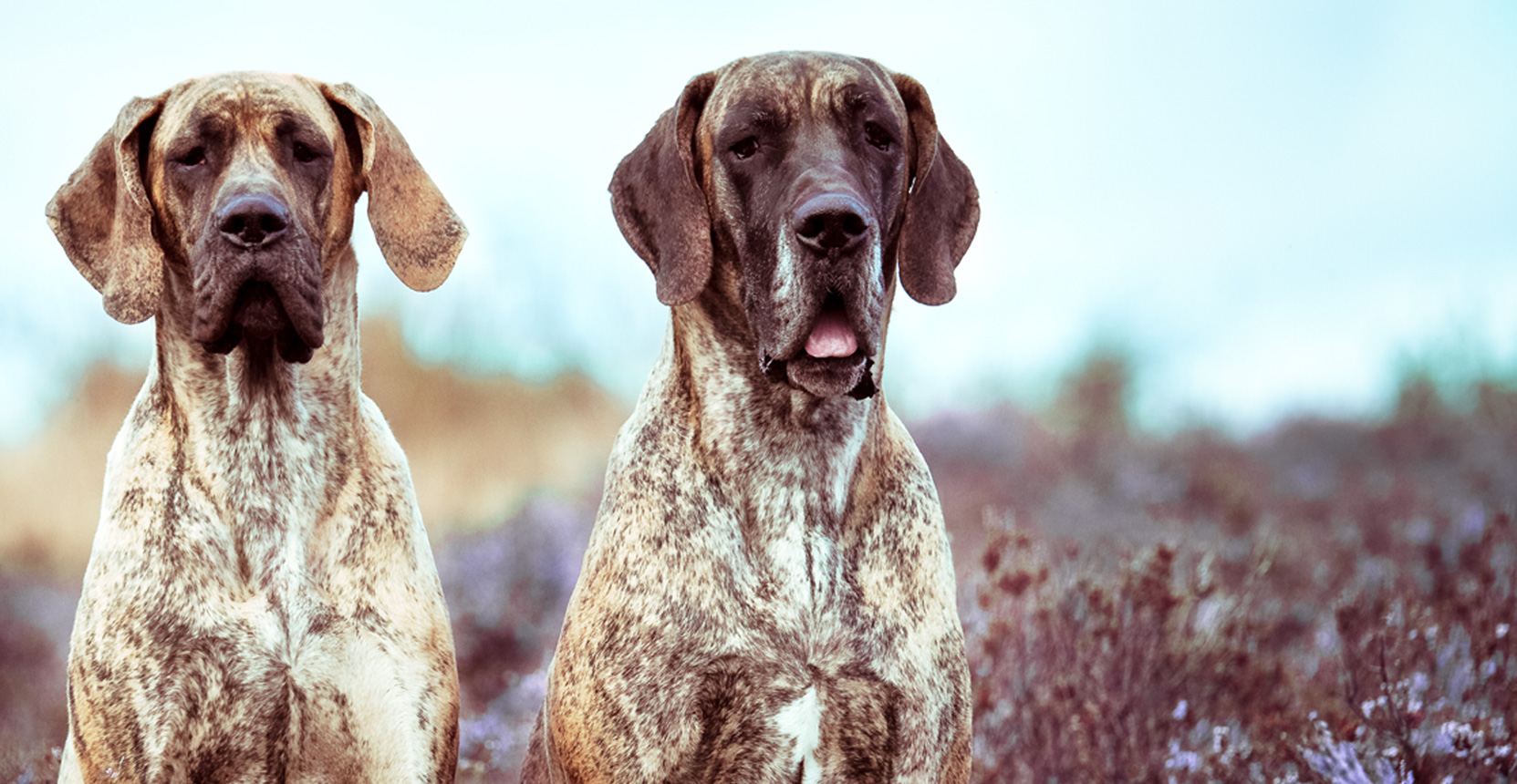 Doggen von Rake Mountain