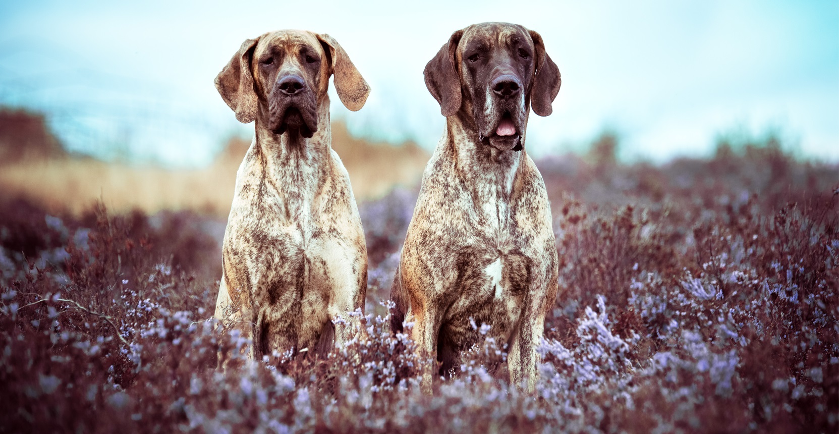 Doggen von Rake Mountain